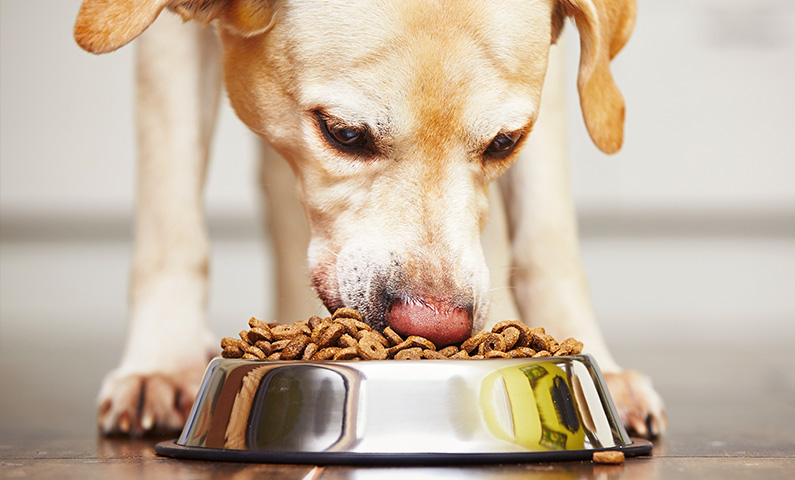 Where to Buy Dog Food That’s Grain Free