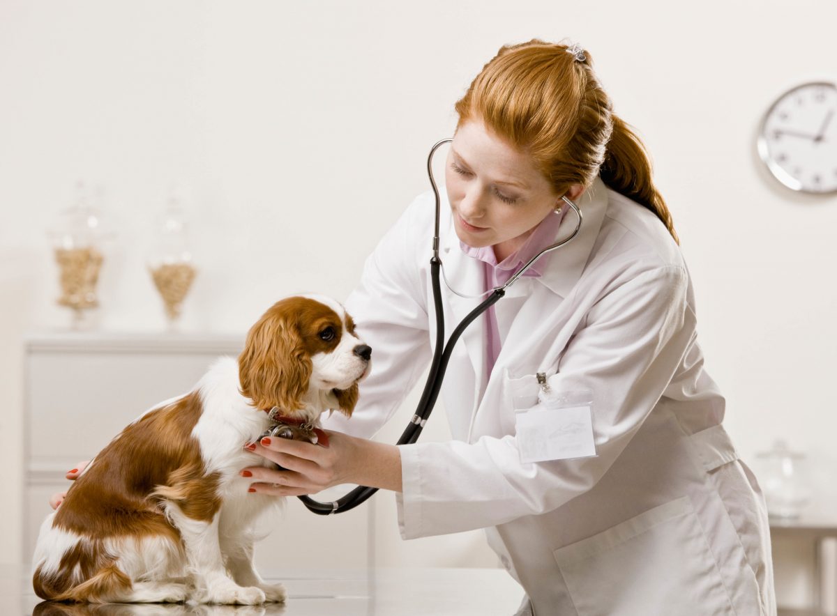 Why Are Online Vets so Popular?